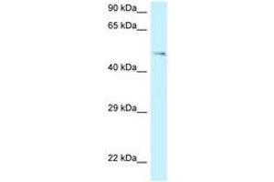 Image no. 1 for anti-G Protein-Coupled Receptor 150 (GPR150) (AA 345-394) antibody (ABIN6747740)