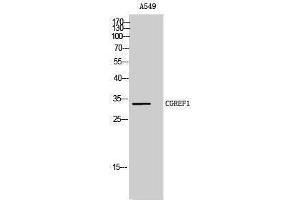 Western Blotting (WB) image for anti-Cell Growth Regulator with EF-Hand Domain 1 (CGREF1) (C-Term) antibody (ABIN3183892) (CGREF1 antibody  (C-Term))