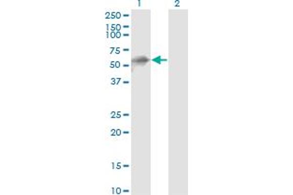 Kelch-like protein 41 (KLHL41) (AA 205-304) antibody