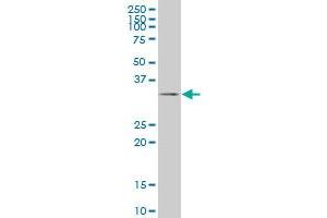 TAZ antibody  (AA 1-262)