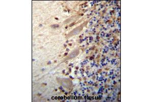 MEGF9 Antibody (C-term) (ABIN657281 and ABIN2846369) immunohistochemistry analysis in formalin fixed and paraffin embedded human cerebellum tissue followed by peroxidase conjugation of the secondary antibody and DAB staining. (MEGF9 antibody  (C-Term))