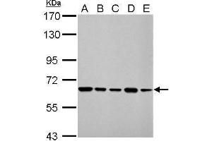 WB Image AIF antibody [N1N2], N-term detects AIFM1 protein by Western blot analysis. (AIF antibody  (N-Term))
