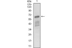 Western Blotting (WB) image for anti-Activated Leukocyte Cell Adhesion Molecule (ALCAM) (AA 48-216) antibody (ABIN1846221) (CD166 antibody  (AA 48-216))