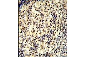 Formalin-fixed and paraffin-embedded human tonsil tissue reacted with SNRPD1 Antibody (C-term) (ABIN389355 and ABIN2839461) , which was peroxidase-conjugated to the secondary antibody, followed by DAB staining. (SNRPD1 antibody  (C-Term))
