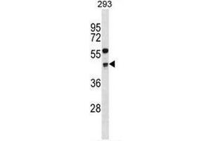 CCNG2 Antibody (Center) western blot analysis in 293 cell line lysates (35µg/lane). (Cyclin G2 antibody  (Middle Region))