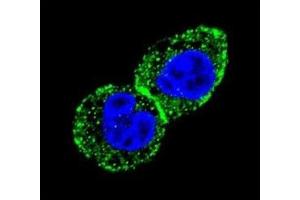 Confocal immunofluorescent analysis of IDH antibody with HepG2 cells followed by Alexa Fluor 488-conjugated goat anti-rabbit lgG (green) and DAPI nuclear counterstain (blue). (IDH1 antibody  (AA 63-90))