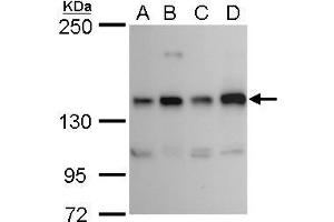 WB Image RET antibody detects RET protein by western blot analysis. (Ret Proto-Oncogene antibody  (C-Term))
