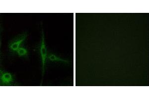 Peptide - +Immunofluorescence analysis of LOVO cells, using ELTD1 antibody. (ELTD1 antibody  (Internal Region))