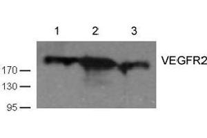 Western blot analysis of cell lysates using VEGFR2 antibody (VEGFR2/CD309 antibody  (AA 1057-1061))