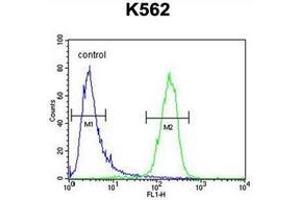Flow cytometric analysis of K562 cells using MCART2 Antibody (N-term) Cat. (MCART2 antibody  (N-Term))