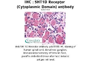 Image no. 1 for anti-Serotonin Receptor 1D (HTR1D) (3rd Cytoplasmic Domain) antibody (ABIN1731350) (5HT1D antibody  (3rd Cytoplasmic Domain))