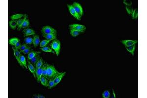 Immunofluorescent analysis of HepG2 cells using ABIN7156671 at dilution of 1:100 and Alexa Fluor 488-congugated AffiniPure Goat Anti-Rabbit IgG(H+L) (IFIT3 antibody  (AA 1-490))