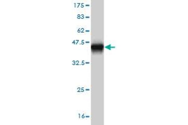 MUC7 antibody  (AA 36-135)