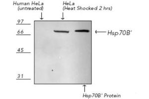Western Blotting (WB) image for anti-Heat Shock 70kDa Protein 6 (HSP70B') (HSPA6) (C-Term) antibody (ABIN7211464) (HSPA6 antibody  (C-Term))