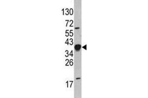 Western blot analysis of NANOG antibody and HepG2 lysate. (Nanog antibody  (AA 267-292))