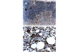 Formalin-fixed, paraffin-embedded mouse tissue stained for Traf5 expression.