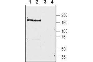 Western Blotting (WB) image for anti-Brain-Specific Angiogenesis Inhibitor 1 (BAI1) (AA 97-112), (Extracellular) antibody (ABIN7042971)