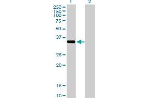 Western Blot analysis of AKR1C2 expression in transfected 293T cell line by AKR1C2 MaxPab polyclonal antibody.