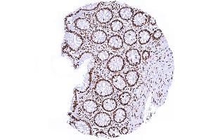 Colon mucosa with distinct nuclear Histone H3 staining (Histone 3 antibody)