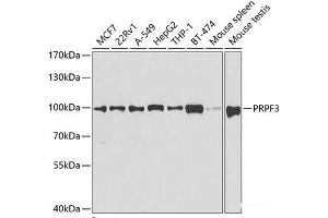 Western blot analysis of extracts of various cell lines using PRPF3 Polyclonal Antibody at dilution of 1:1000. (PRPF3 antibody)