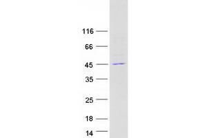 Validation with Western Blot (CHI3L2 Protein (Transcript Variant 3) (Myc-DYKDDDDK Tag))