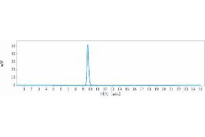 anti-EGFR (Serclutamab Biosimilar) antibody