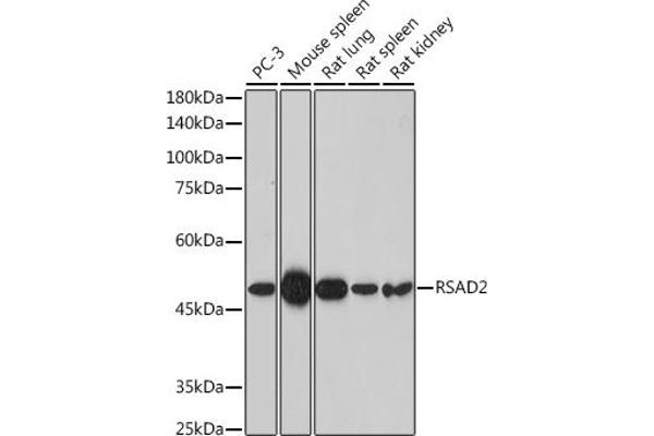 RSAD2 Antikörper  (AA 42-361)