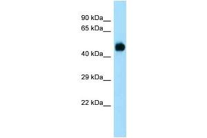 WB Suggested Anti-Dusp7 Antibody Titration: 1. (DUSP7 antibody  (Middle Region))