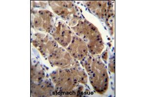 MLNR Antibody (C-term) (ABIN656598 and ABIN2845859) immunohistochemistry analysis in formalin fixed and paraffin embedded human stomach tissue followed by peroxidase conjugation of the secondary antibody and DAB staining. (Motilin Receptor antibody  (C-Term))