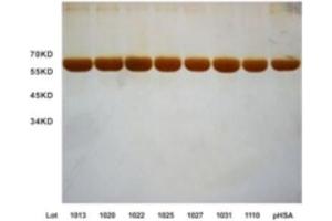 Batches consistency of seven batches of OsrHSA. (HSA Protein)