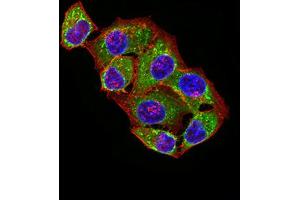 Immunofluorescence analysis of Hela cells using ATPIF1 mouse mAb (green). (ATPase Inhibitory Factor 1 antibody  (AA 1-106))