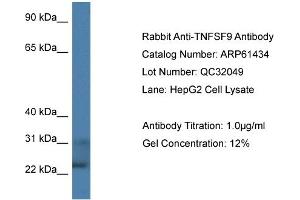 Western Blotting (WB) image for anti-Tumor Necrosis Factor (Ligand) Superfamily, Member 9 (TNFSF9) (C-Term) antibody (ABIN2788804) (TNFSF9 antibody  (C-Term))