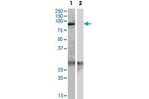 SCARF1 polyclonal antibody  (0.