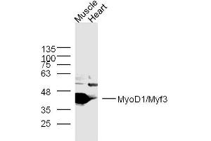 Lane 1: mouse muscle lysates, Lane 2: mouse heart lysates probed with MyoD1 Polyclonal Antibody, Unconjugated  at 1:300 overnight at 4˚C. (MYOD1 antibody  (AA 51-150))