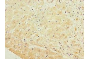 Immunohistochemistry of paraffin-embedded human heart tissue using ABIN7163588 at dilution of 1:100 (GP1BB antibody  (AA 27-147))