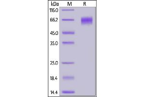 Fed Human EGFRvIII Protein, His Tag on  under reducing (R) condition.
