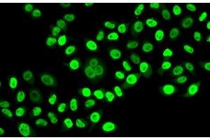 Immunofluorescence analysis of HeLa cells using NUDC Polyclonal Antibody (NUDC antibody)