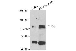 Western blot analysis of extracts of A375 and mouse ovary cell lines, using FURIN antibody. (FURIN antibody)