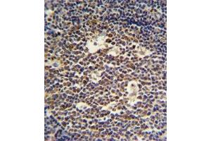 IL-4 antibody IHC analysis in formalin fixed and paraffin embedded tonsil (IL-4 antibody  (AA 122-150))