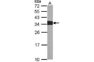 WB Image Sample (30 ug of whole cell lysate) A:NIH-3T3 12% SDS PAGE antibody diluted at 1:1000 (Crk antibody  (Center))