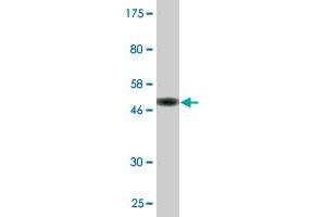 PDE4C antibody  (AA 1-99)