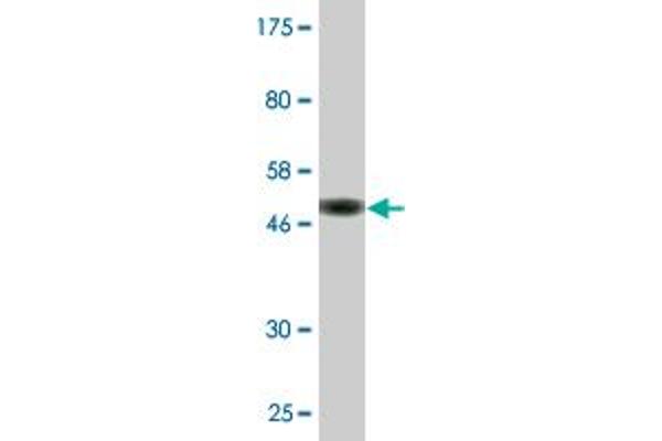 PDE4C antibody  (AA 1-99)