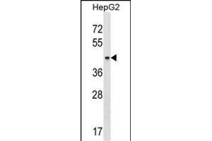 KRT23 Antibody (Center) (ABIN1537856 and ABIN2848964) western blot analysis in HepG2 cell line lysates (35 μg/lane). (KRT23 antibody  (AA 141-170))