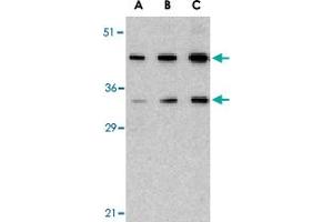 Western blot analysis of HTRA2 in U-937 lysate with HTRA2 polyclonal antibody  at (A) 0. (HTRA2 antibody  (C-Term))