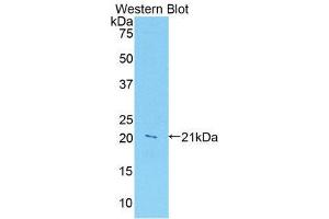 Western Blotting (WB) image for anti-Leukocyte-Associated Immunoglobulin-Like Receptor 1 (LAIR1) (AA 40-208) antibody (ABIN1859593) (LAIR1 antibody  (AA 40-208))