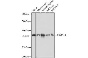 Western blot analysis of extracts of various cell lines, using PSMD14 Rabbit mAb (ABIN7269588) at 1:1000 dilution. (PSMD14 antibody)