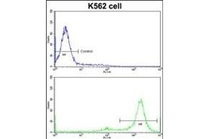 Flow cytometric analysis of K562 cells using MTBP Antibody (C-term)(bottom histogram) compared to a negative control cell (top histogram)FITC-conjugated goat-anti-rabbit secondary antibodies were used for the analysis. (MTBP antibody  (C-Term))