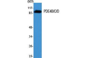Western Blot (WB) analysis of specific cells using PDE4B/C/D Polyclonal Antibody. (PDE4B/C/D antibody  (Lys23))