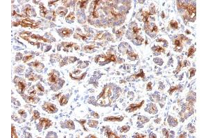 Immunohistochemistry (IHC) image for anti-Cystic Fibrosis Transmembrane Conductance Regulator (ATP-Binding Cassette Sub-Family C, Member 7) (CFTR) antibody (ABIN6939091)