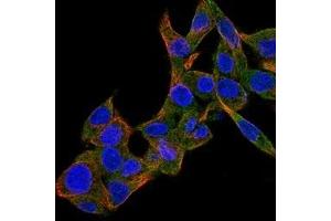 Image no. 1 for anti-Bone Morphogenetic Protein 4 (BMP4) antibody (ABIN465142) (BMP4 antibody)